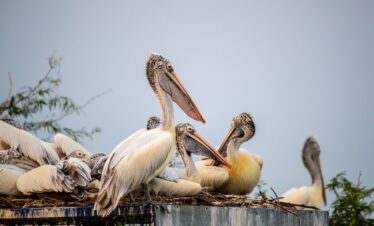 Bharatpur Bird Sanctuary