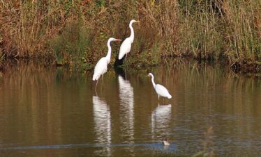 Bharatpur Bird Sanctuary.
