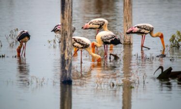 Bharatpur Bird Sanctuary.